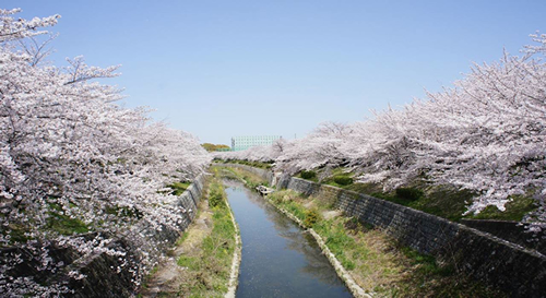 山崎川の桜のお花見